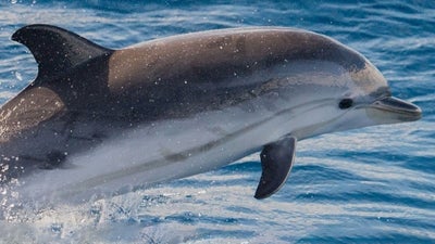 Dolphin