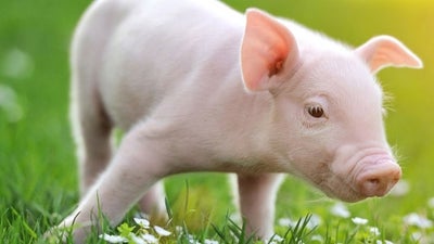 Pig