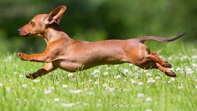 Dachshund, Sausage Dog