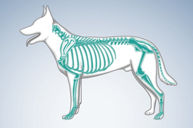 Orthopedics and Fracture Treatment