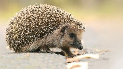 Hedgehog